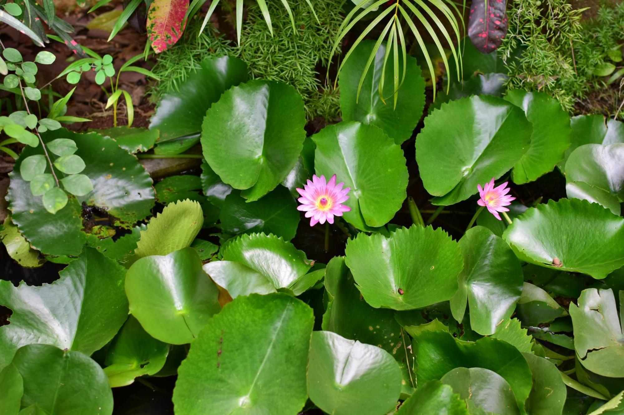 Silent Waters Resorts Yelagiri Exteriör bild